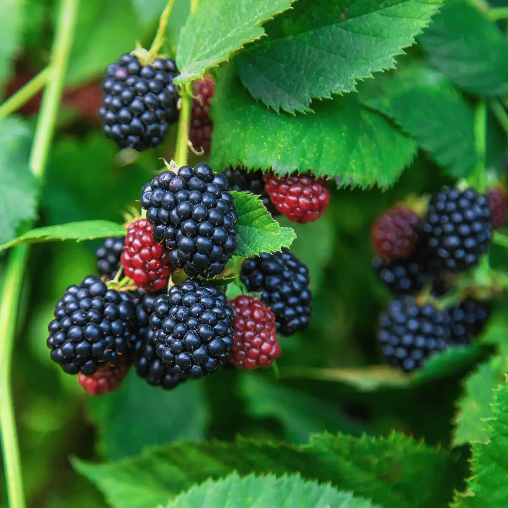 Blackberries