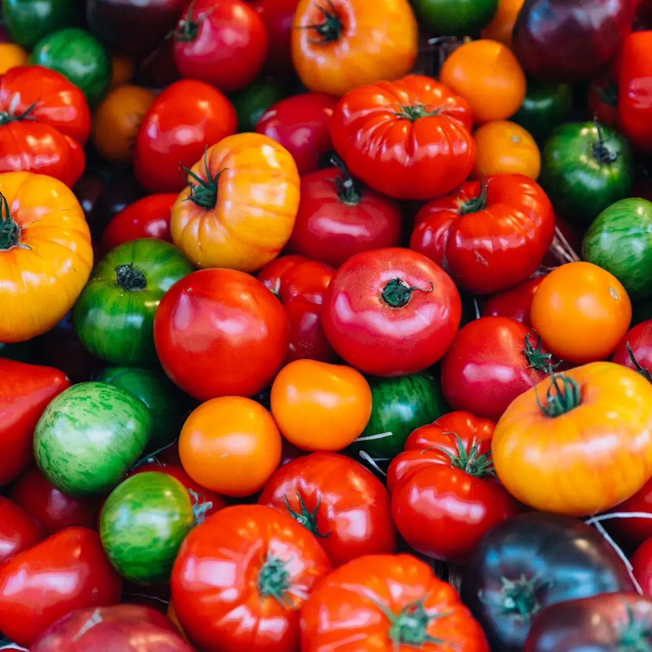 Tomatoes