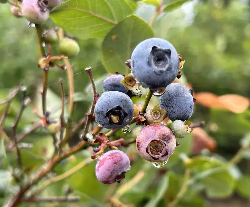 Blueberries