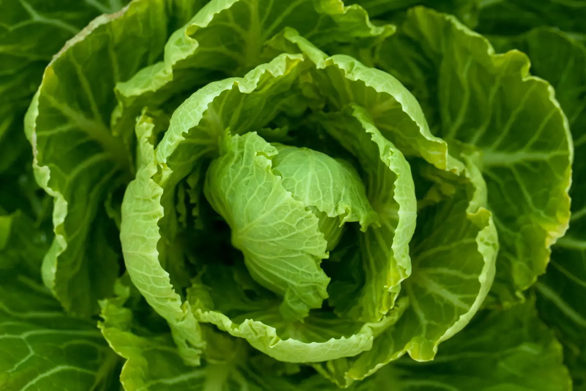 Cabbage
