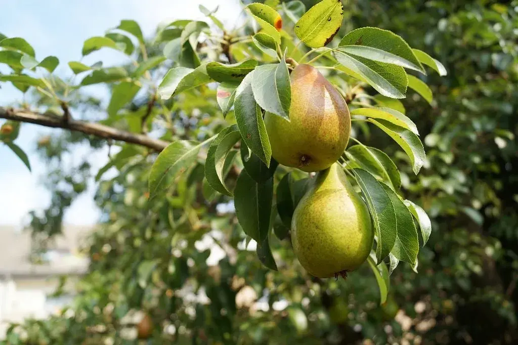 Pears