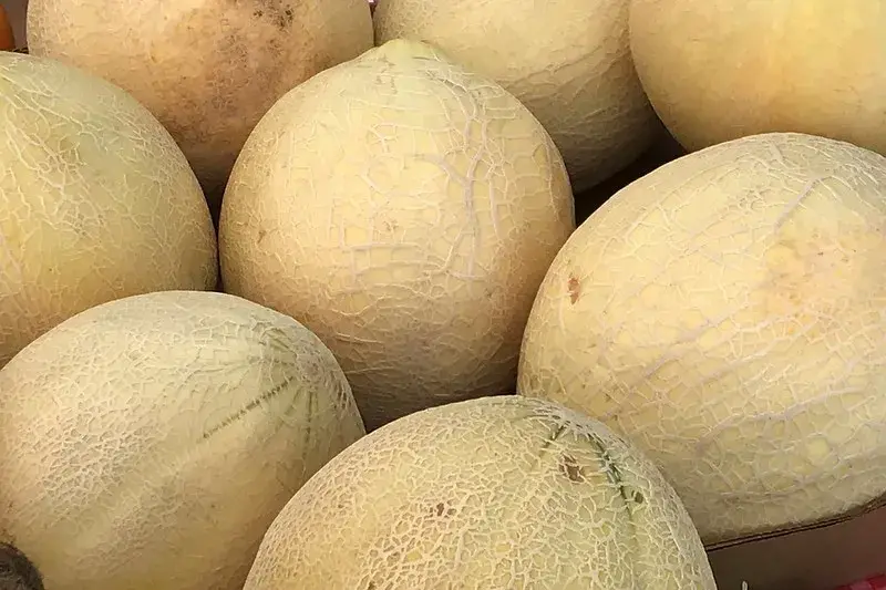 Cantaloupes