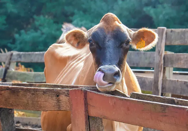 Cow