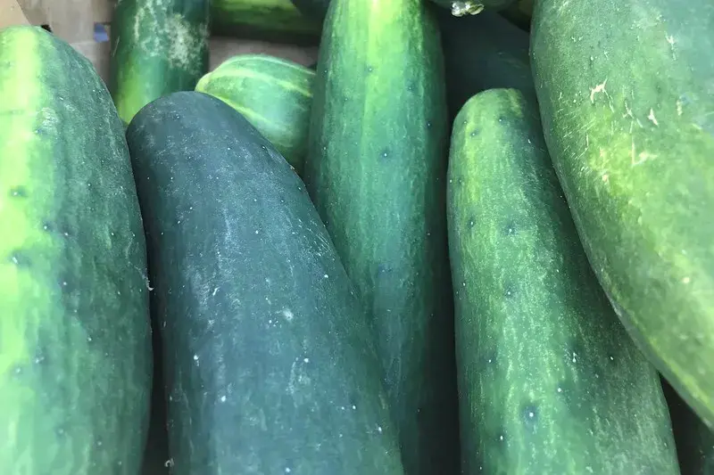 Cucumber
