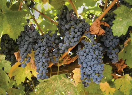 Grapes