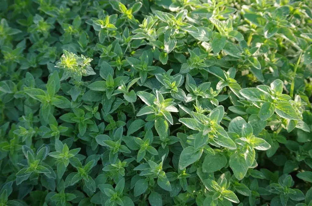 Herbs