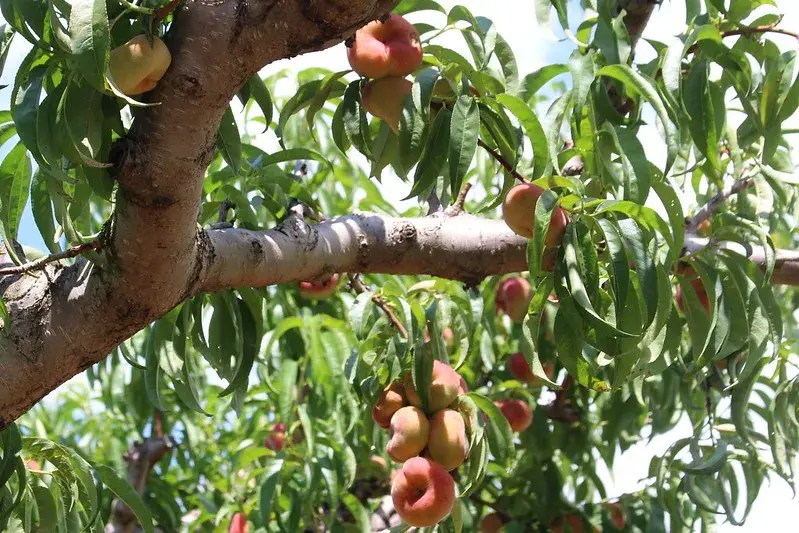 Peaches