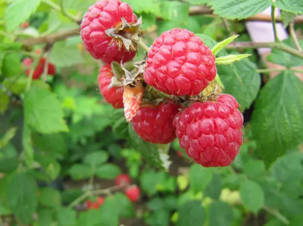 Raspberries