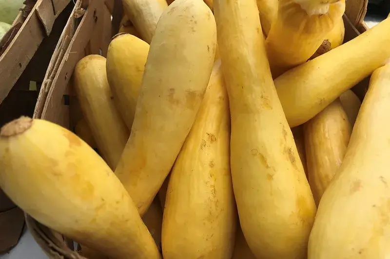 Squash