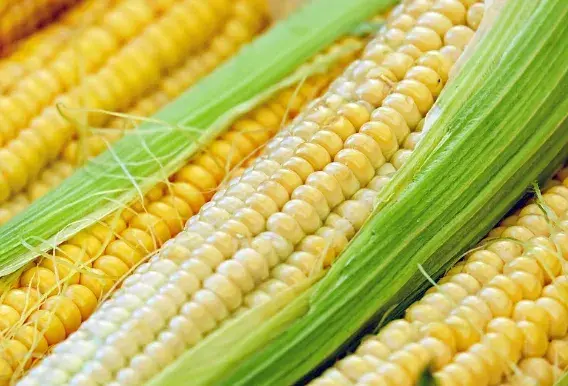 Sweet Corn