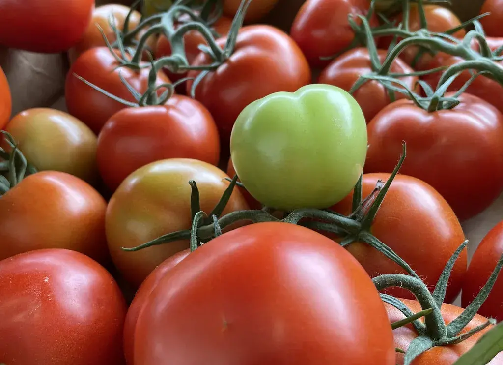 Tomatoes
