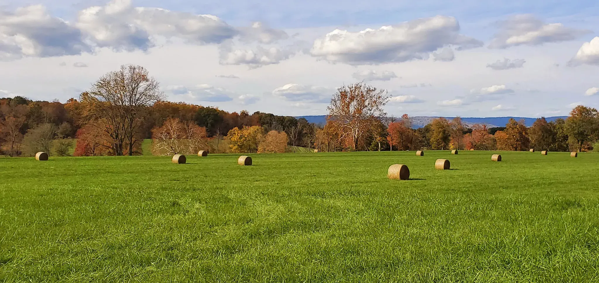 Field with hay bales