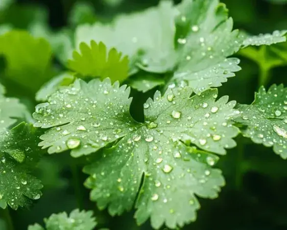 Cilantro