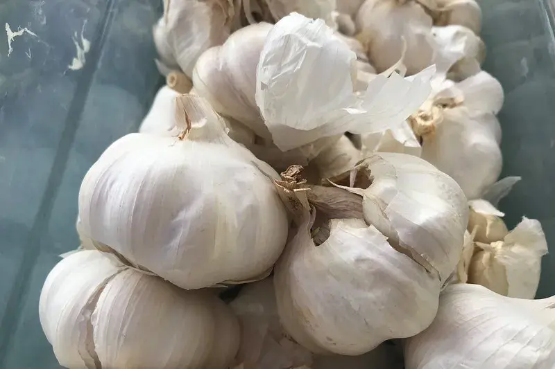Garlic
