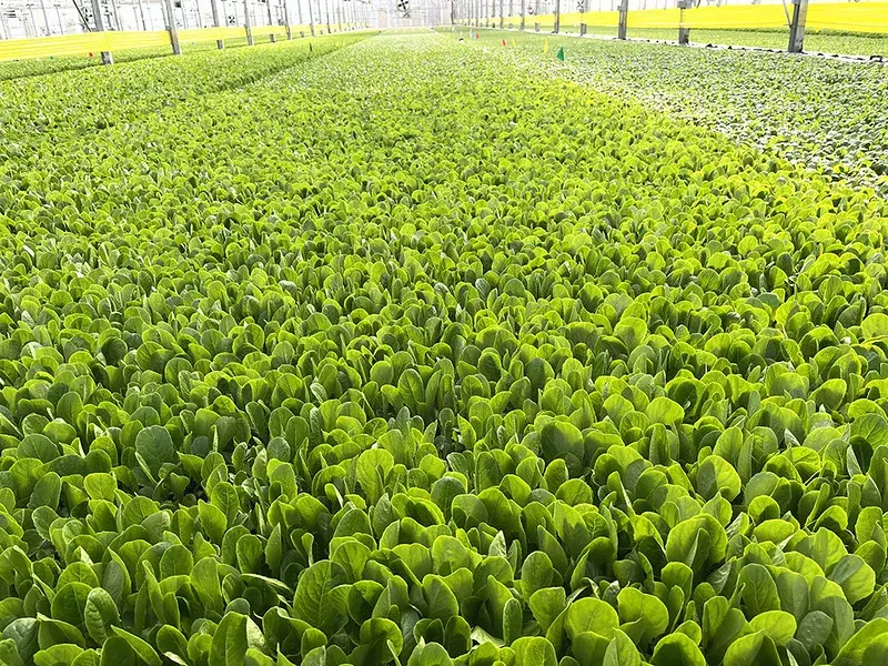 Greenhouse Greens