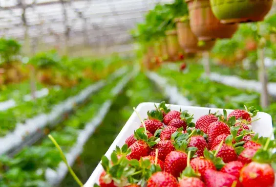 Greenhouse Strawberries