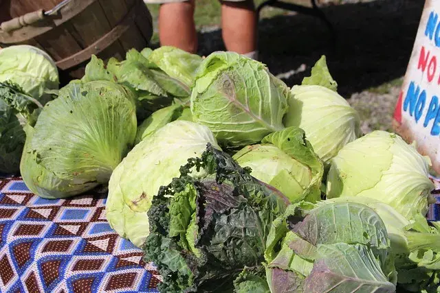 Lettuce