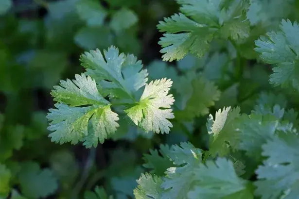 Parsley