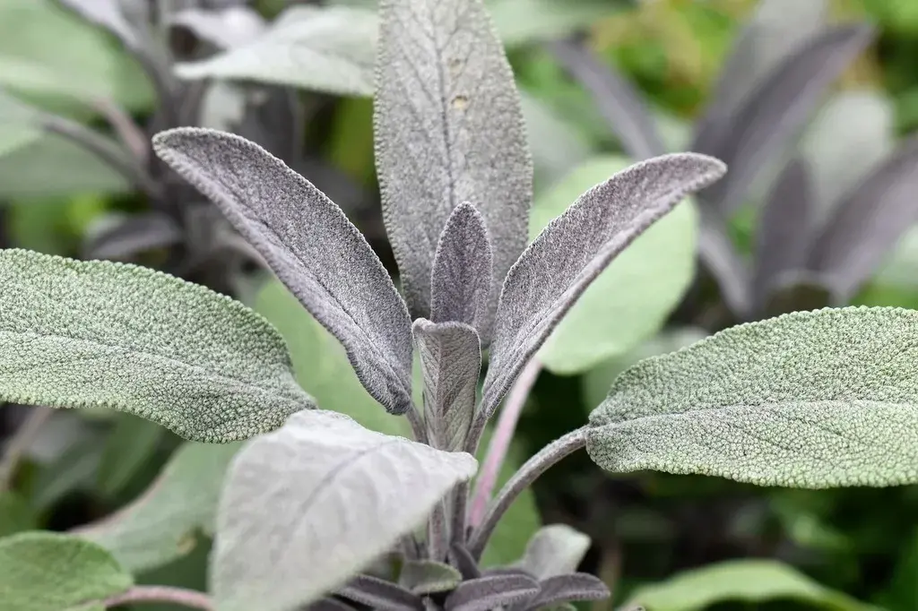 Sage