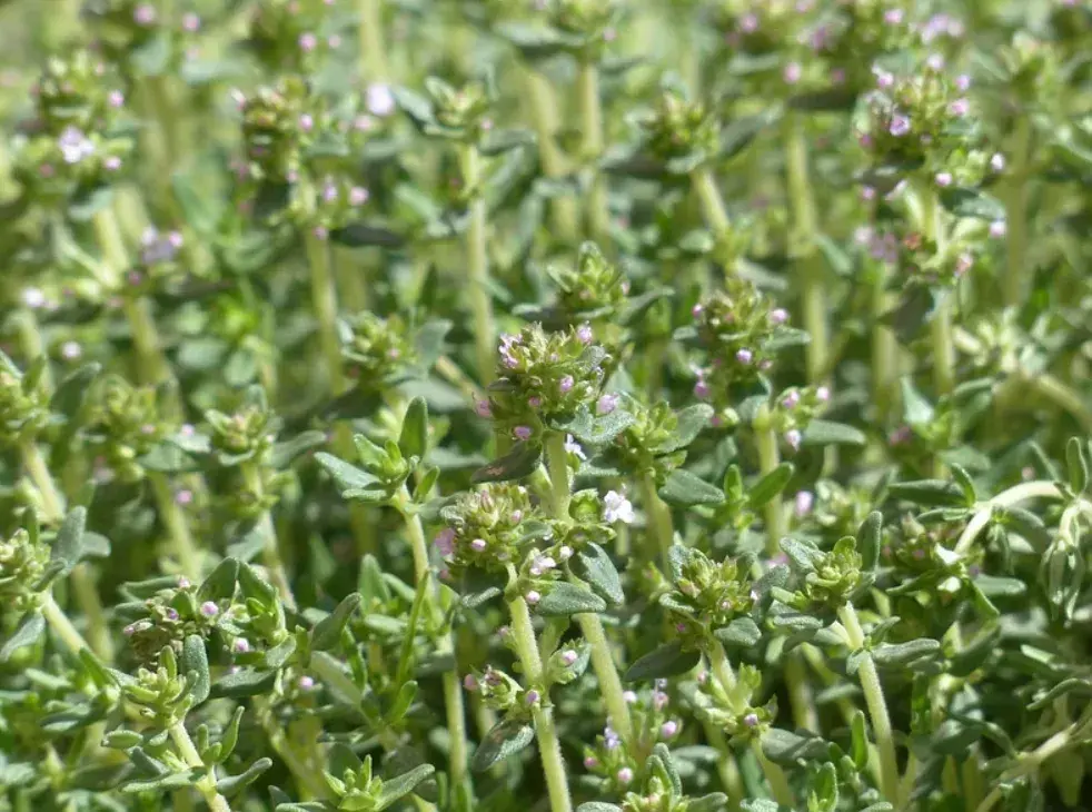 Thyme